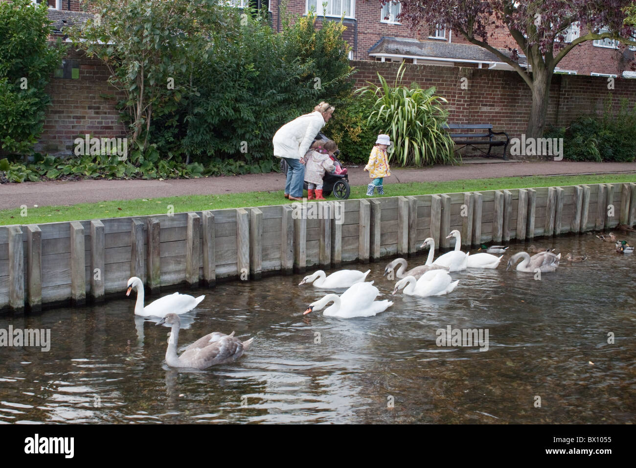 Maman et les enfants se nourrir de cygnes dans la rivière Stour, Canterbury Banque D'Images
