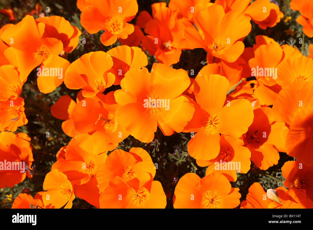 California coquelicots sauvages en pleine floraison printanière. Banque D'Images