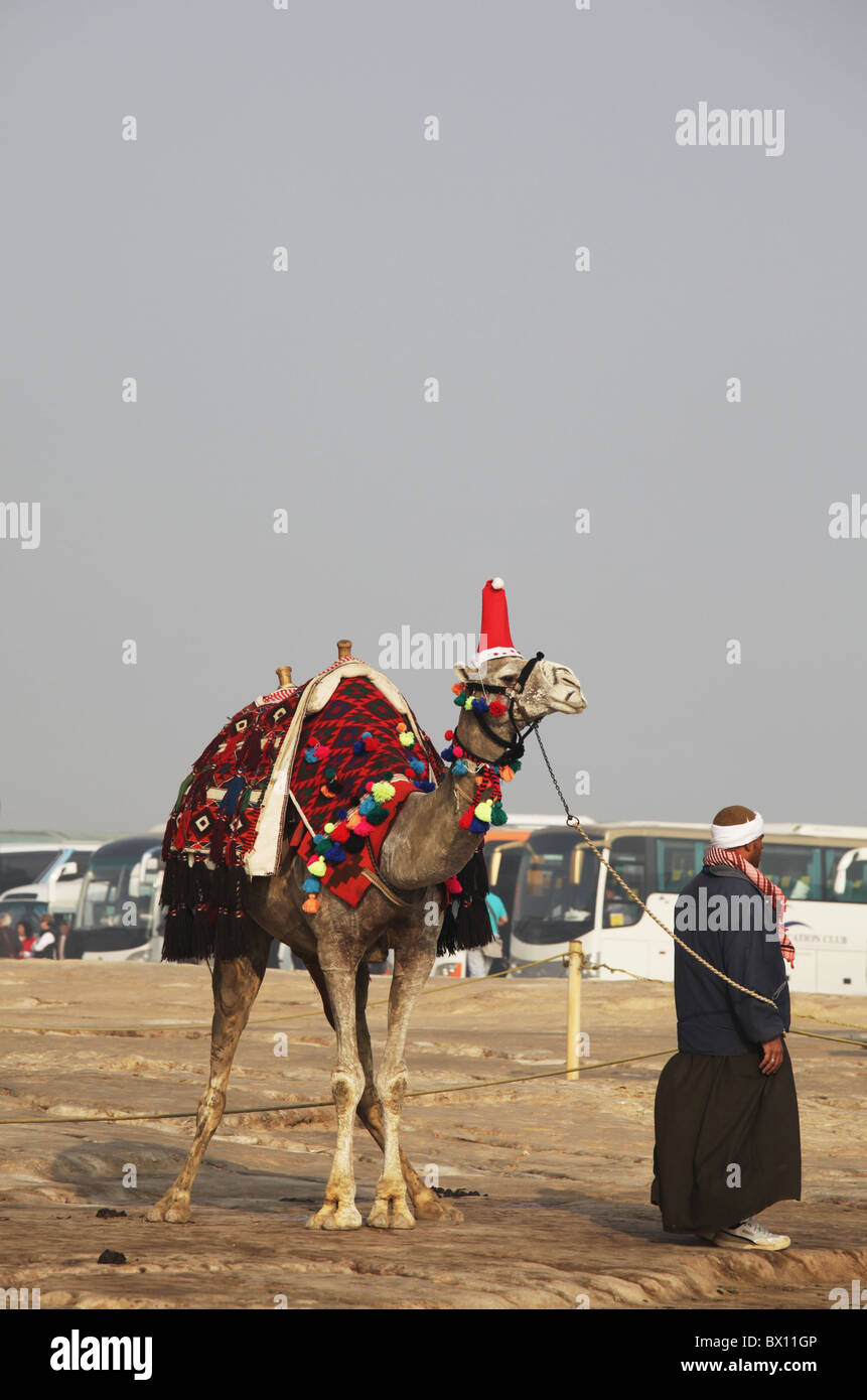 GIZA - 24 DÉCEMBRE : offre de trajet le Bédouin chameau décoré pour Noël Eve le 24 décembre 2009 à des pyramides de Gizeh. Banque D'Images