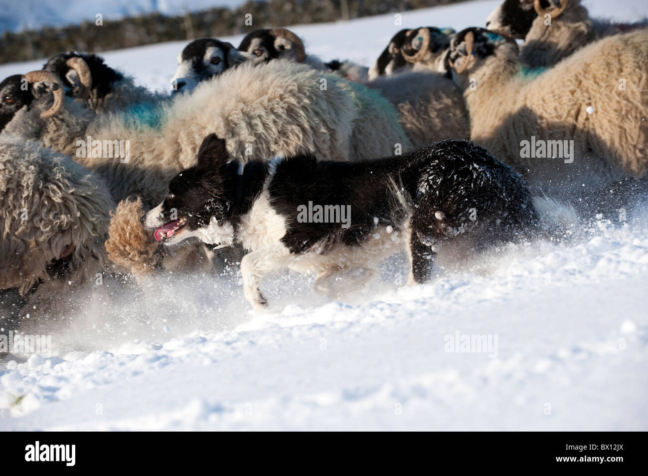 Chien de berger de travail Banque de photographies et d’images à haute — free download