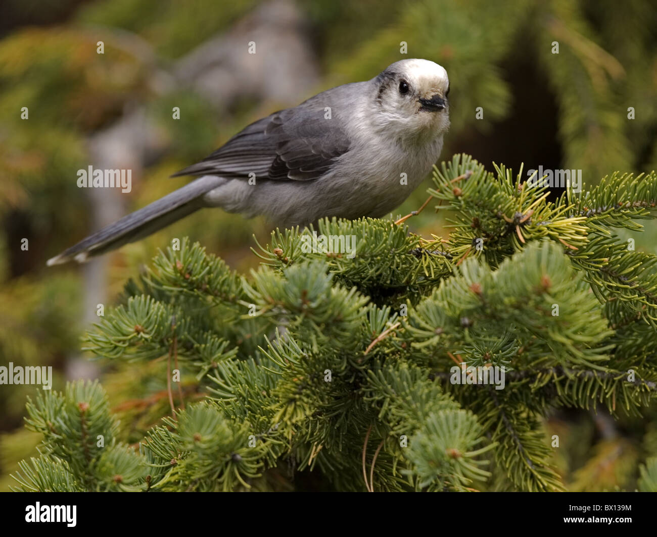 Gris, Gris jay perché sur conifer Banque D'Images