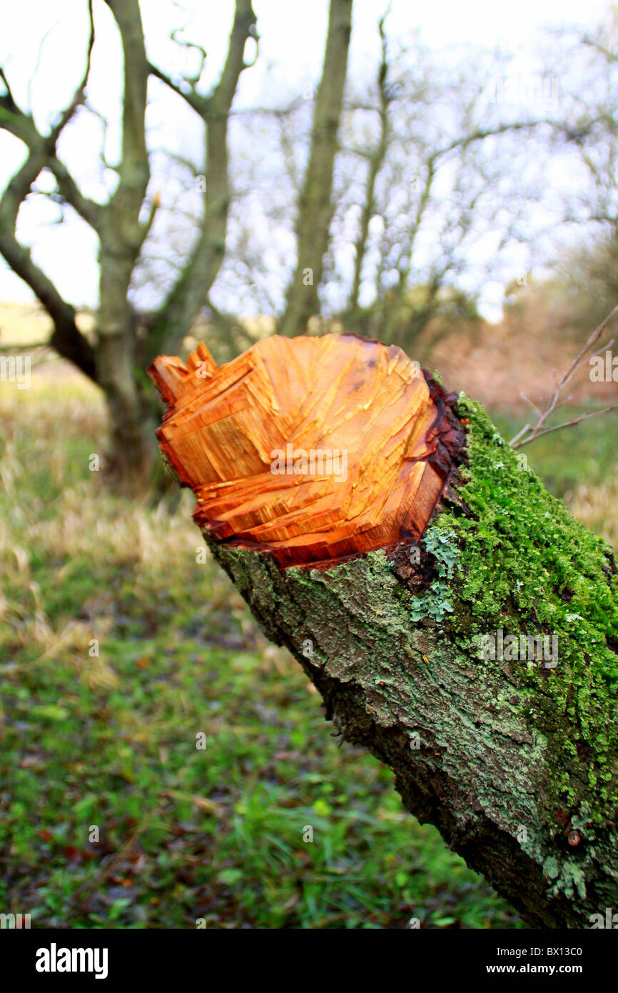 Sauver nos arbres arbre coupé . Banque D'Images