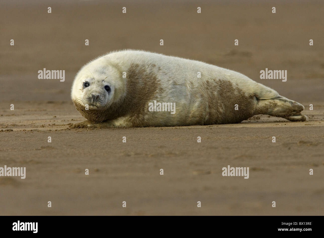 Bébé phoque gris on beach Banque D'Images