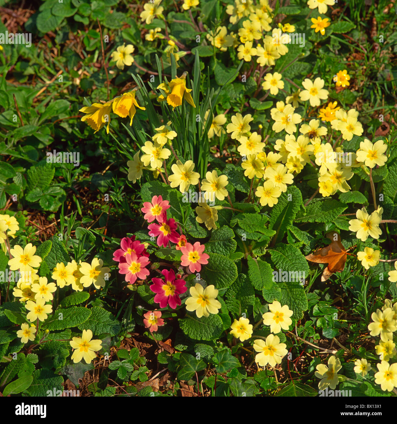 Primevères fleurs jonquilles printemps fleurs plantes Jardin Anglais Pays de l'ouest jardin à flanc de ton brun Dev Banque D'Images