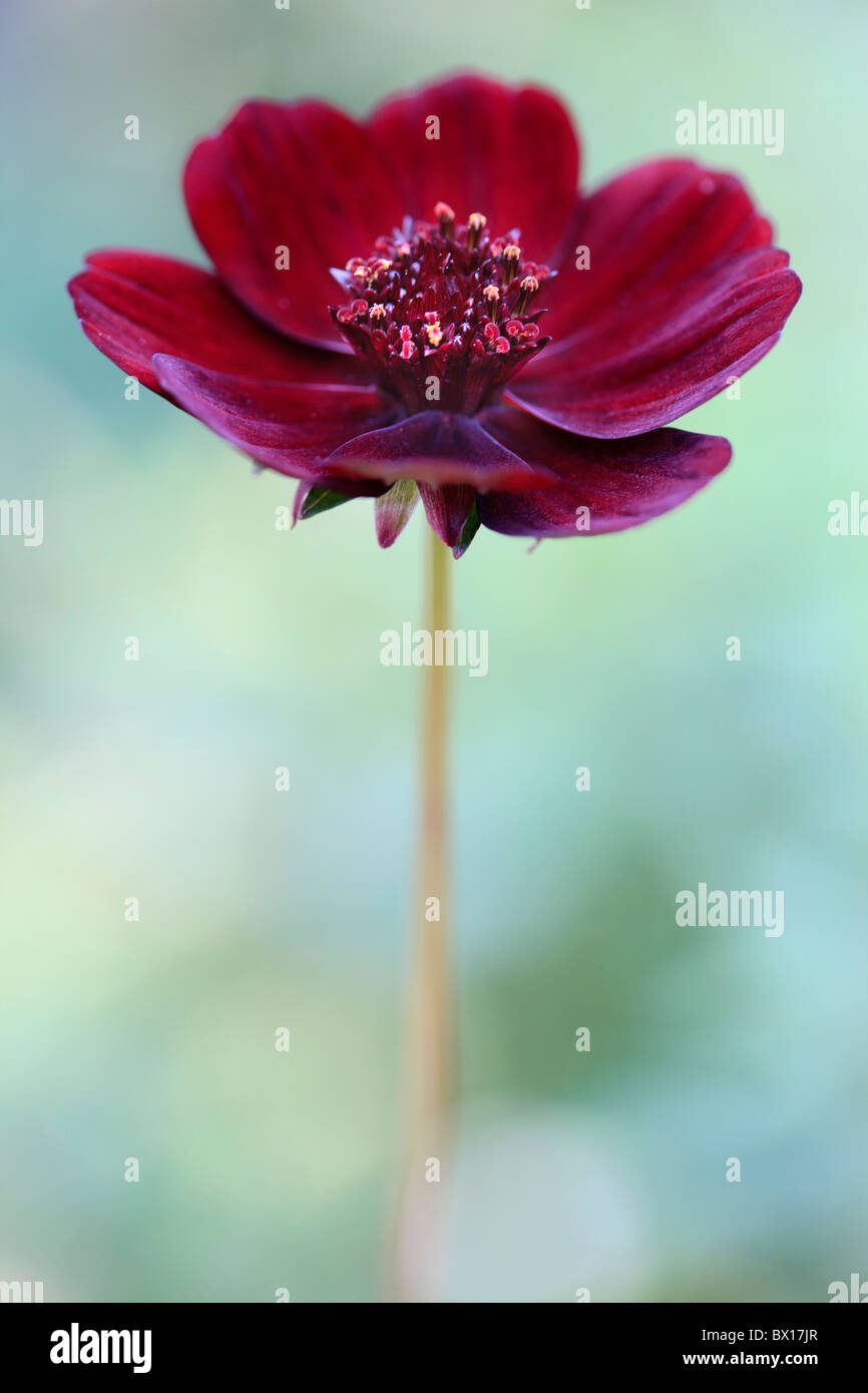 Fleur De Cosmos Photos Fleur De Cosmos Images Alamy