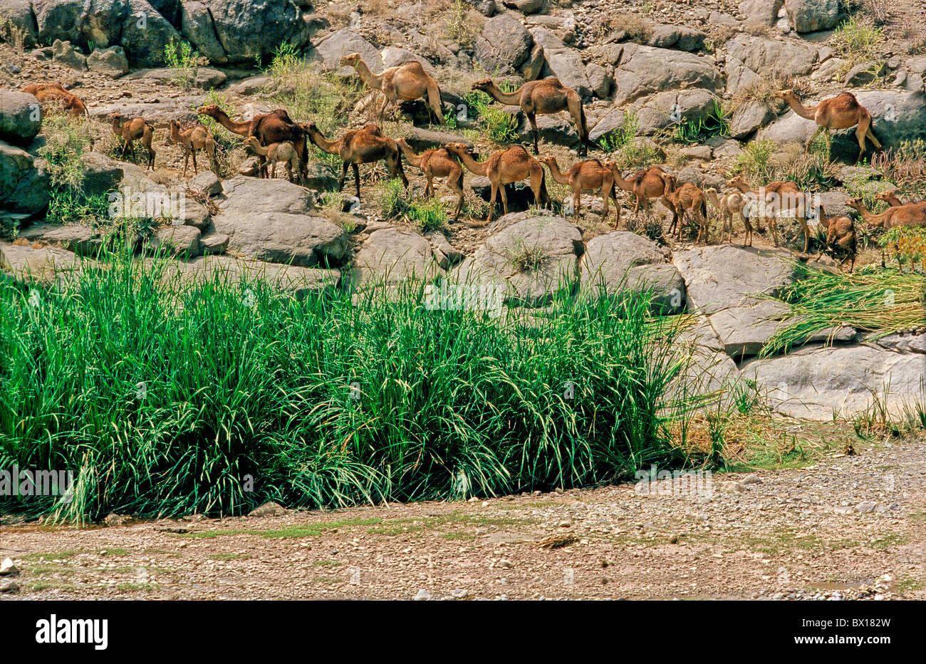 Le dromadaire Camelus dromedarius Highlands du Nord Yémen Saoudite animaux d'Orient Banque D'Images