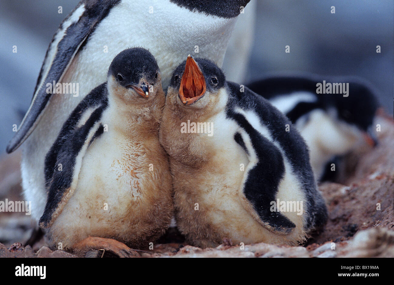 Péninsule Antarctique antarctique manchots Gentoo pingouin poussins jeunes animaux oiseaux Pygoscelis papua Greenwich est Banque D'Images