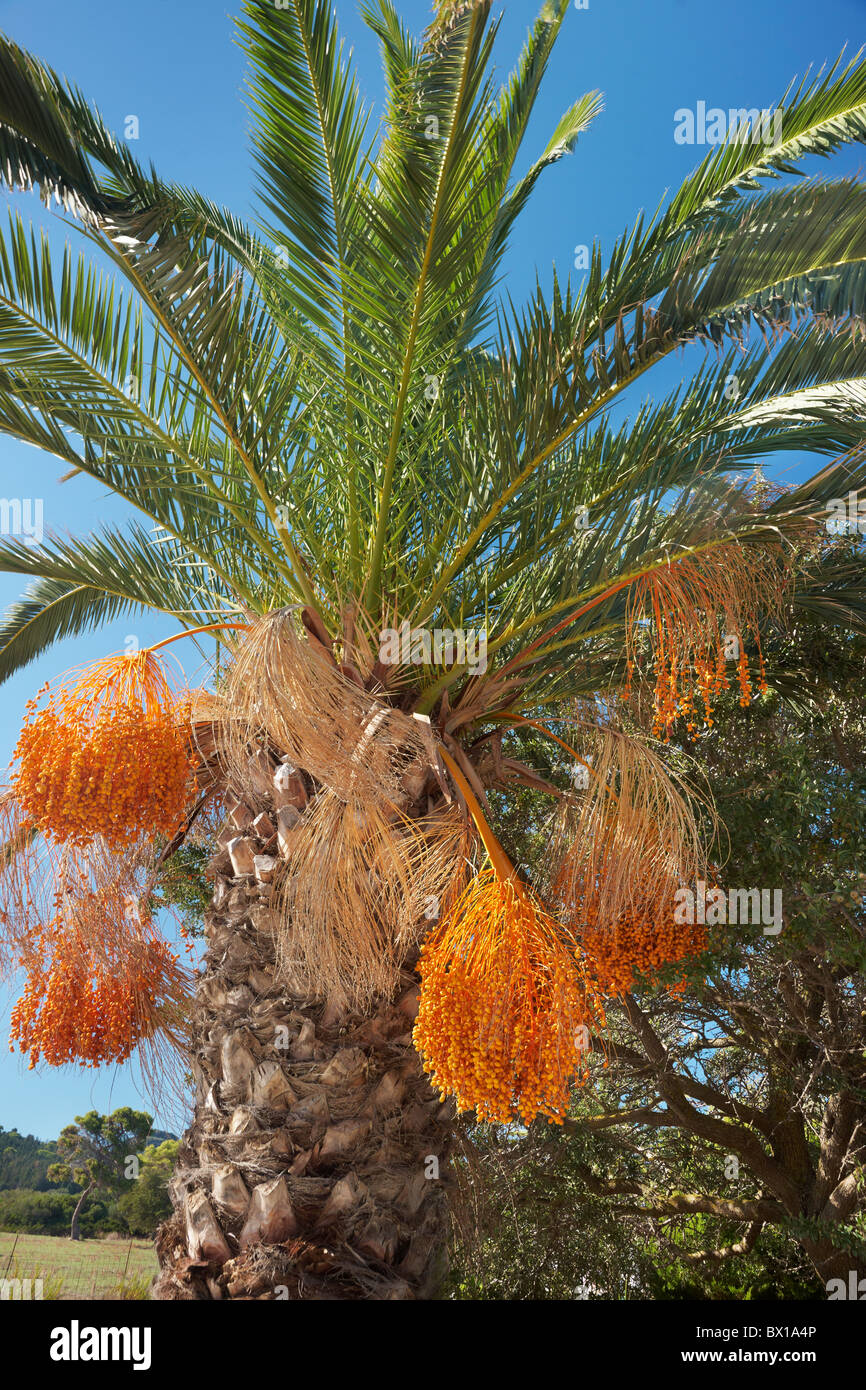 Grèce - l'île de Zakynthos, îles Ioniennes, date palm tree Banque D'Images