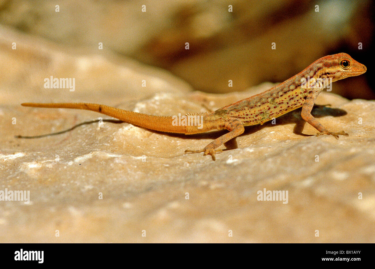 Animal lézard reptile ord. Squamati Fam. Lacertidi l'île de Socotra Yémen Mer d'Arabie saoudite Orient Banque D'Images