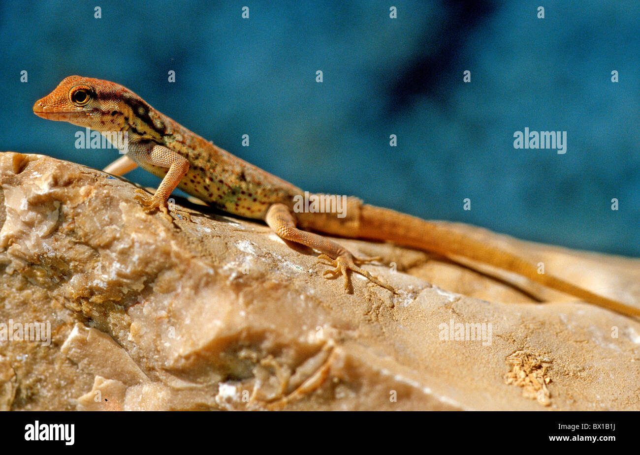 Animal lézard reptile ord. Squamati Fam. Lacertidi l'île de Socotra Yémen Mer d'Arabie saoudite Orient Banque D'Images