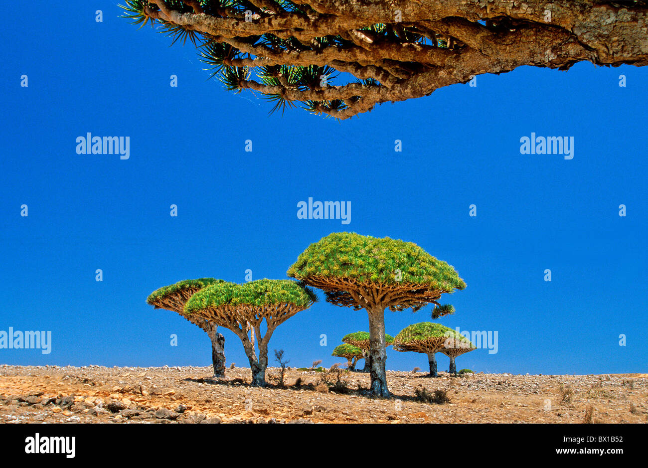 Sang de dragon Tree Dracaena Cinnabari Fermhin Mountain Île de Socotra Yémen Saoudite Plan médicinales endémiques d'Orient Banque D'Images