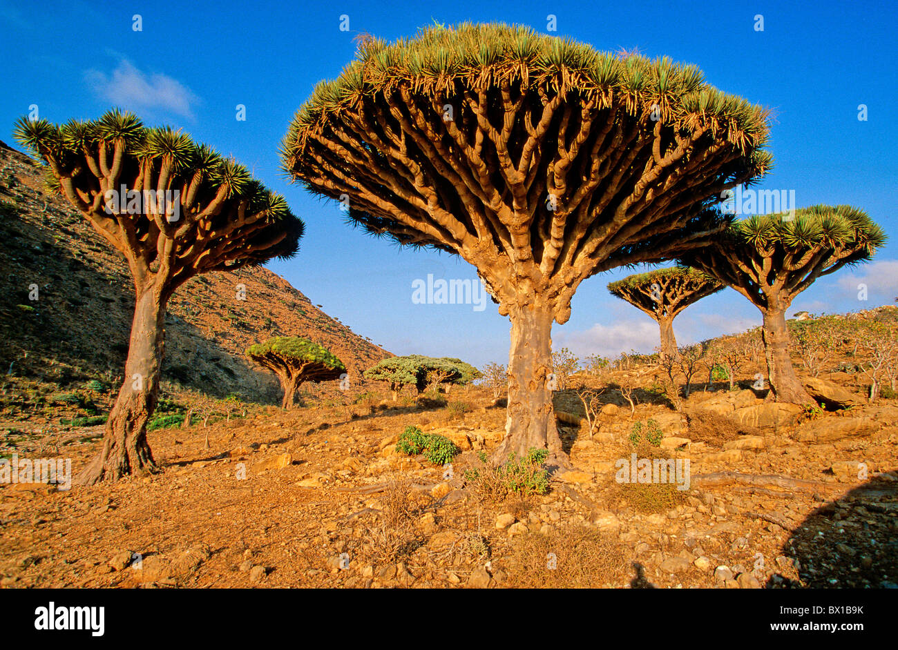 Sang de dragon Tree Dracaena Cinnabari fermhin Mountain Île de Socotra Yémen Saoudite Plan médicinales endémiques d'Orient Banque D'Images