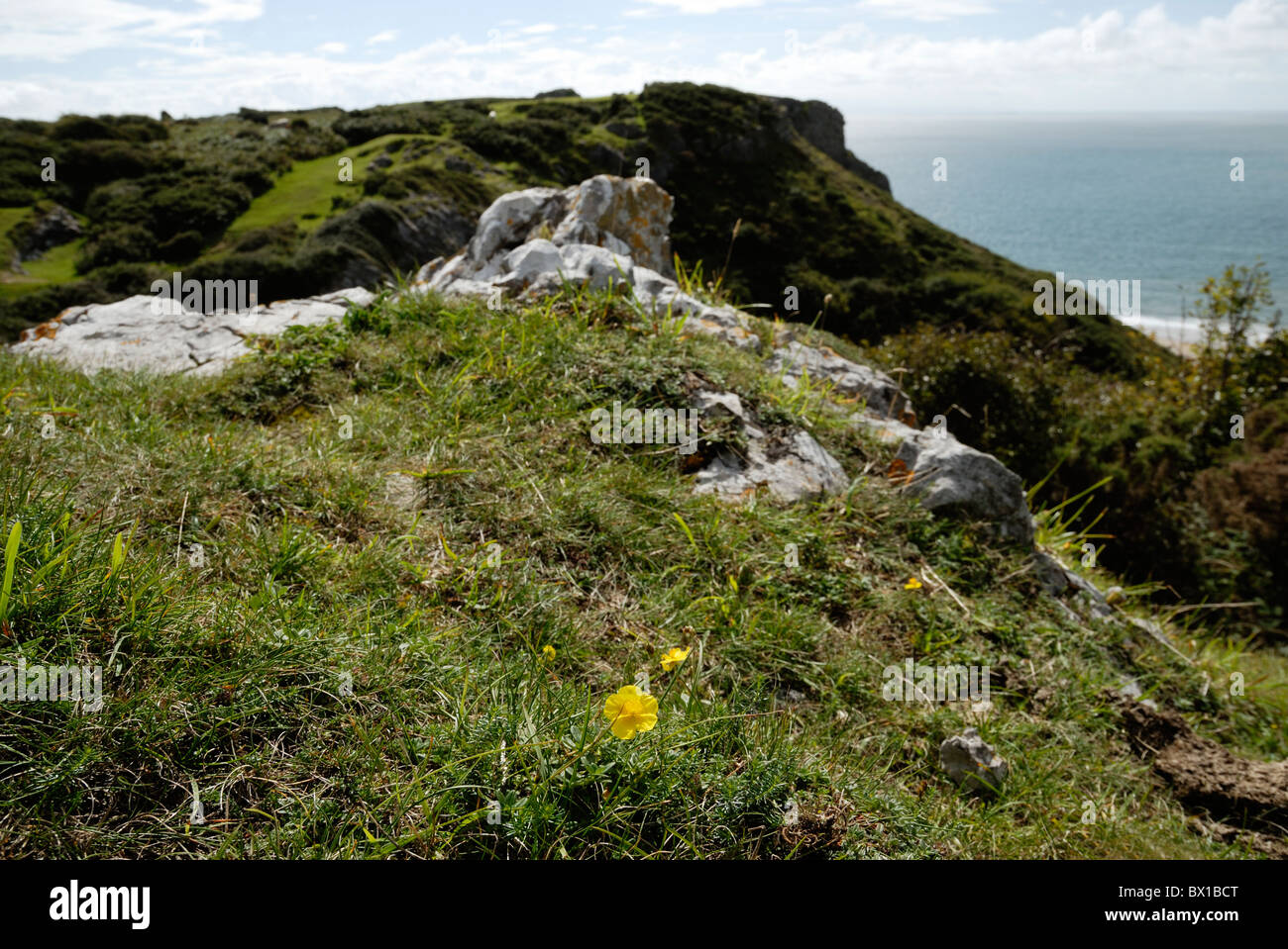 Helianthemum nummularium, Rock Rose commune côtière, sur de plus en plus grand de Tor, Gower, Pays de Galles, Royaume-Uni. Banque D'Images