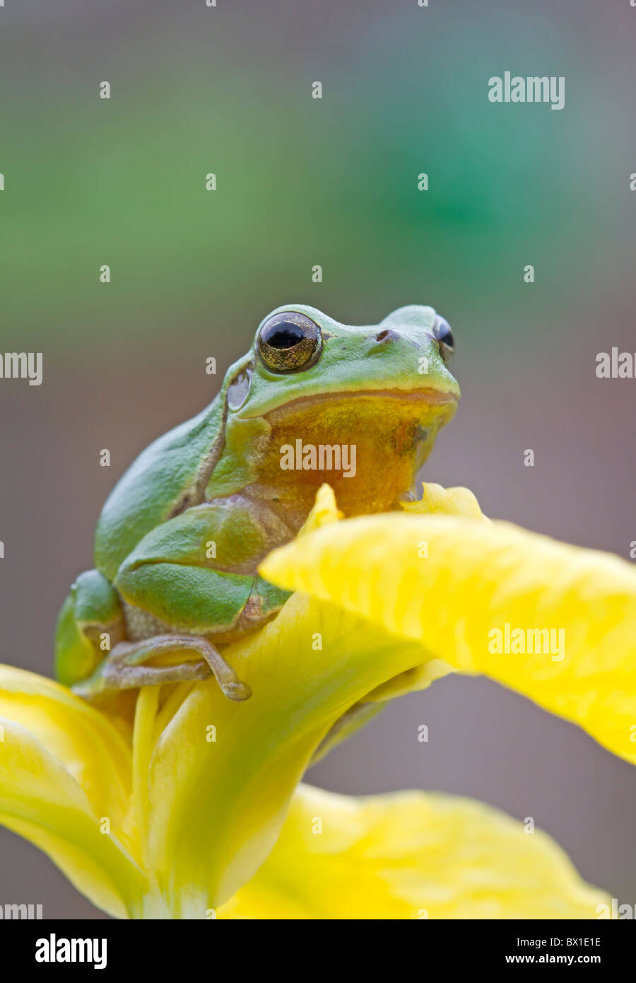 Grenouille d'arbre assis sur un iris jaune - Hyla arborea Banque D'Images