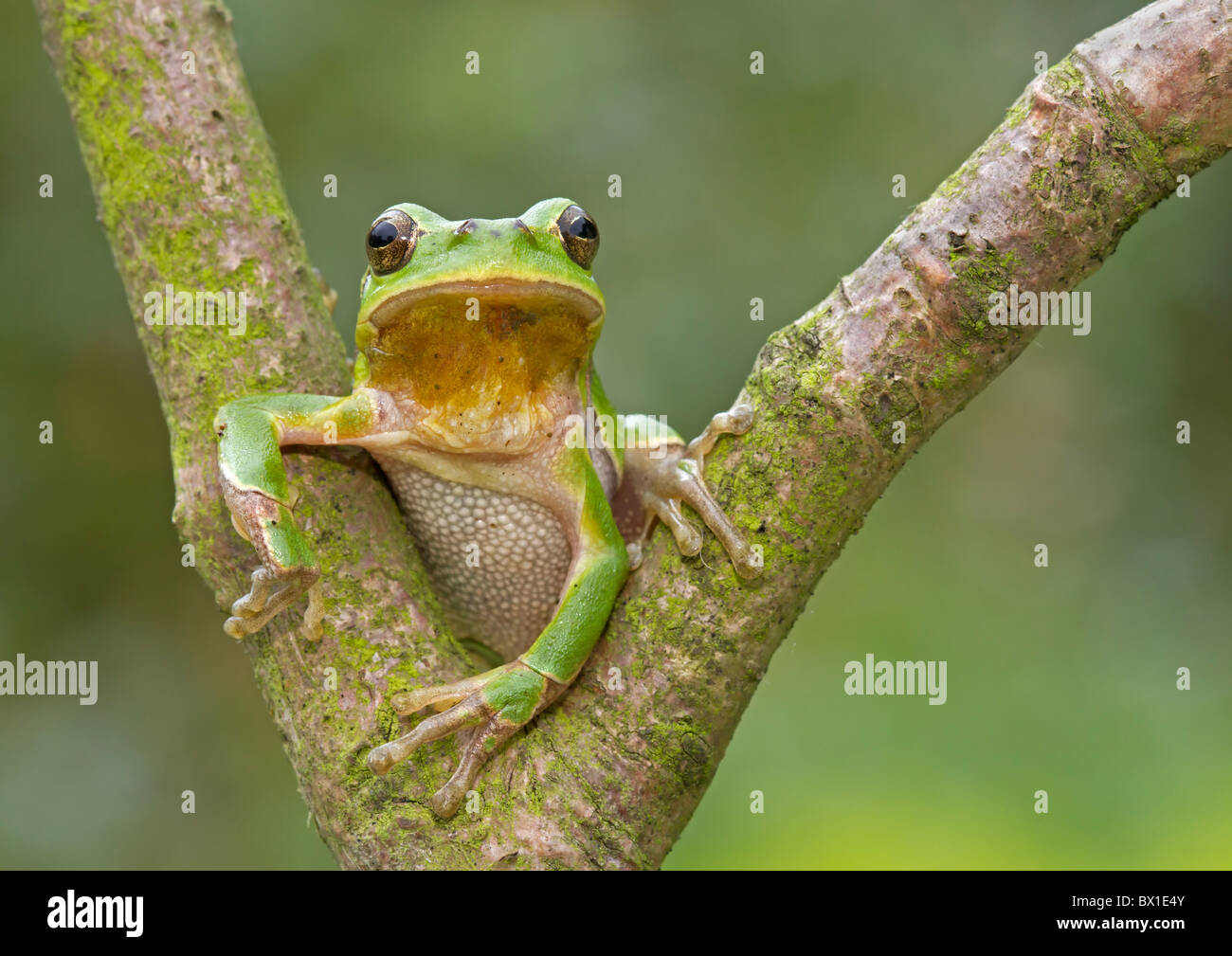 Grenouille d'arbre assis sur une branche fourchue - Hyla arborea Banque D'Images