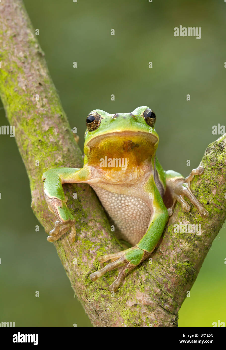 Grenouille d'arbre assis sur une branche fourchue - Hyla arborea Banque D'Images