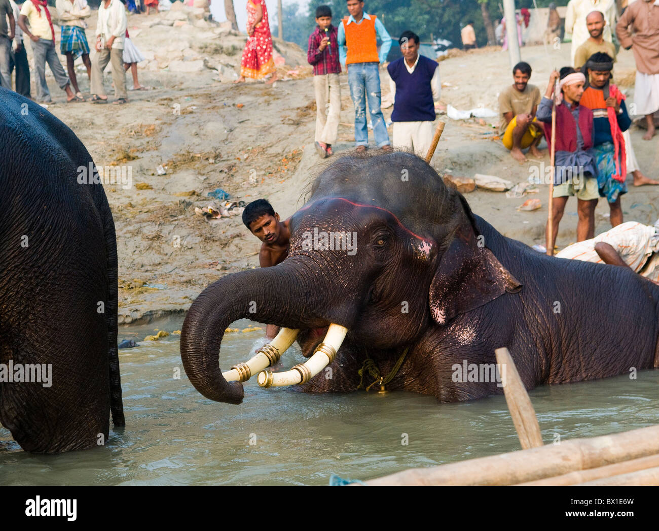 Les éléphants se baigner dans le fleuve Gandak durant la Sonepur mela colorés. Banque D'Images