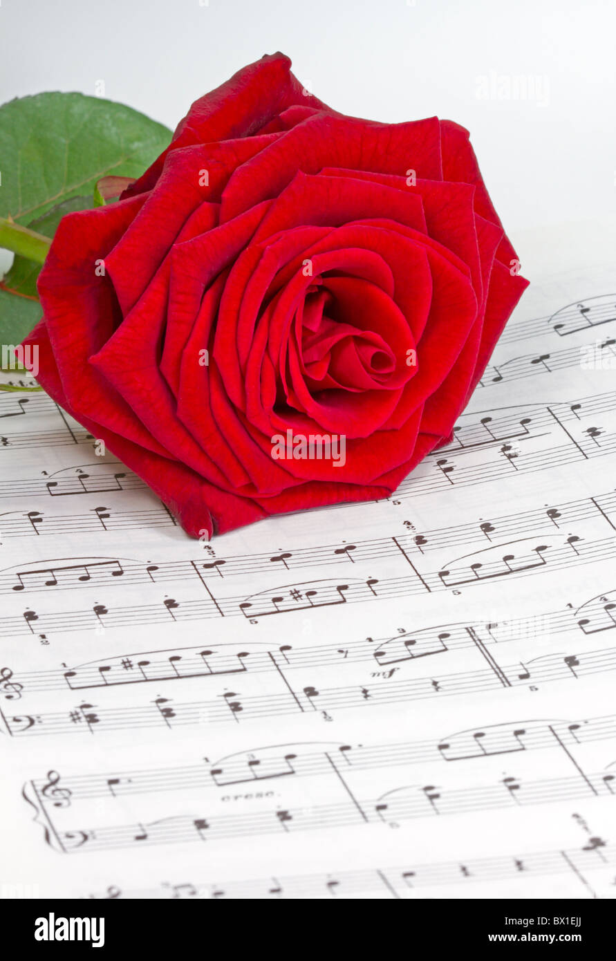 Note avec rose rouge Banque D'Images