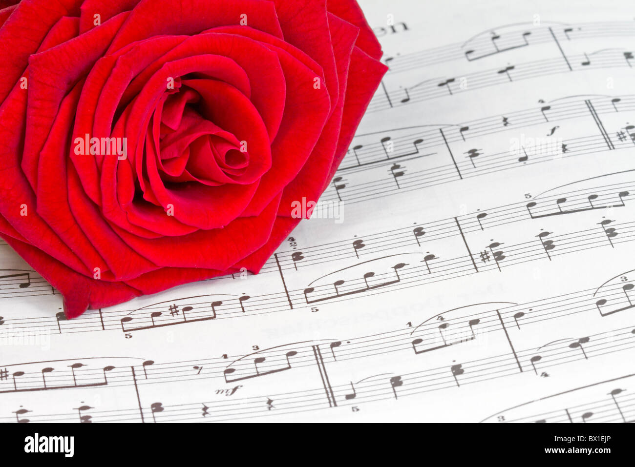 Note avec rose rouge Banque D'Images