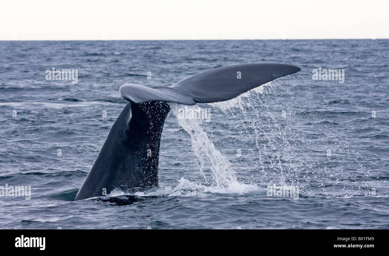 De Fluke une baleine noire de l'Atlantique Nord - Eubalaena glacialis Banque D'Images