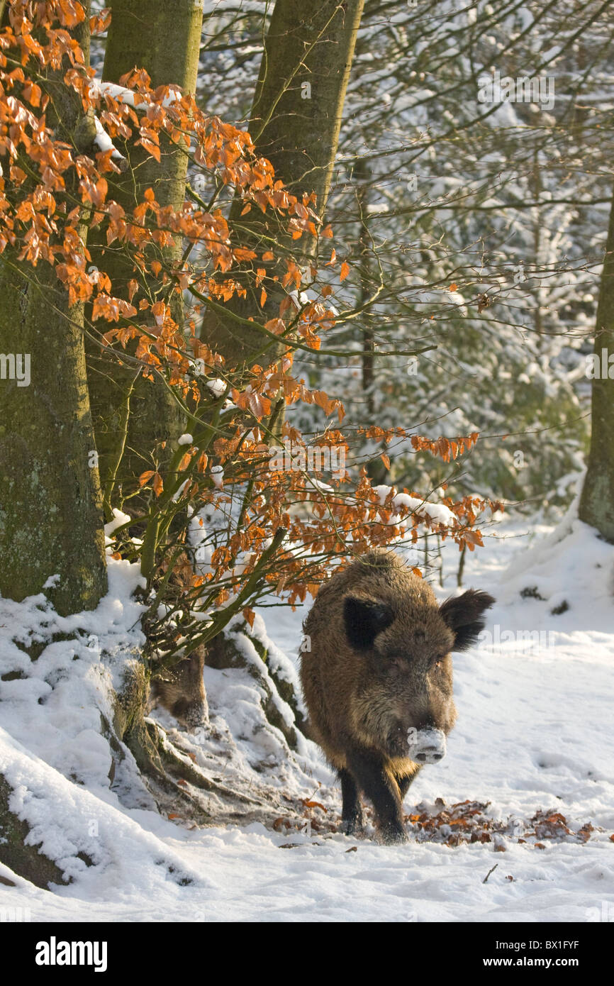 Les sangliers dans la neige - Sus scrofa Banque D'Images