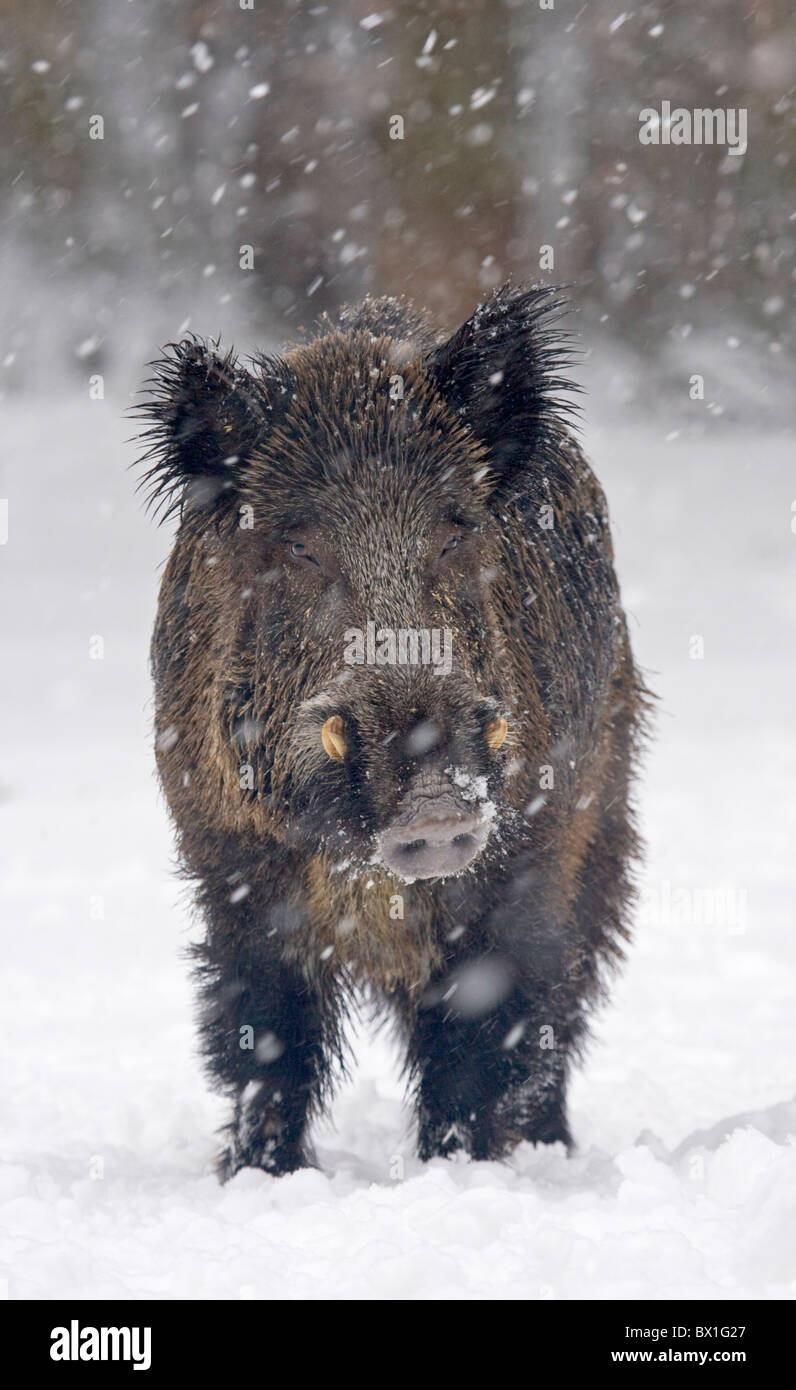 Le sanglier dans la neige - Sus scrofa Banque D'Images