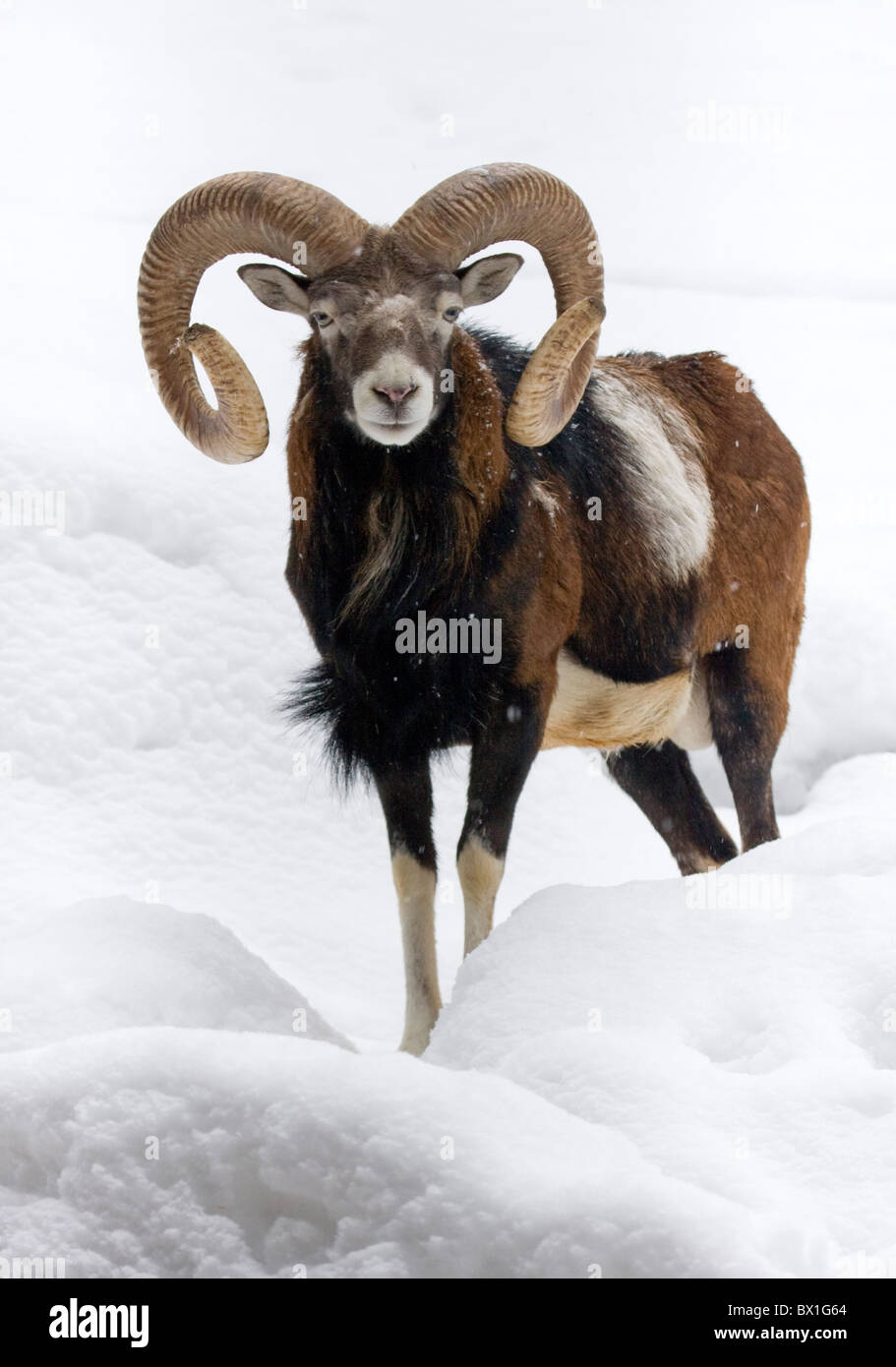 Mouflon dans la neige - Ovis orientalis musimon Banque D'Images