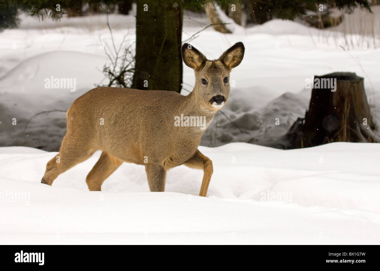 Chevreuils dans la neige - Capreolus capreolus Banque D'Images