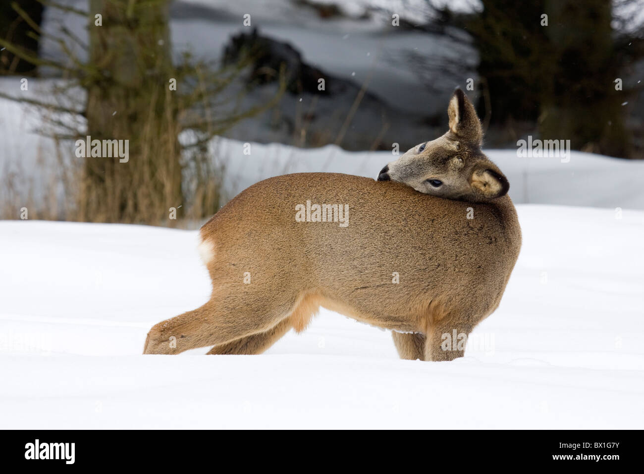 Chevreuils dans la neige - Capreolus capreolus Banque D'Images