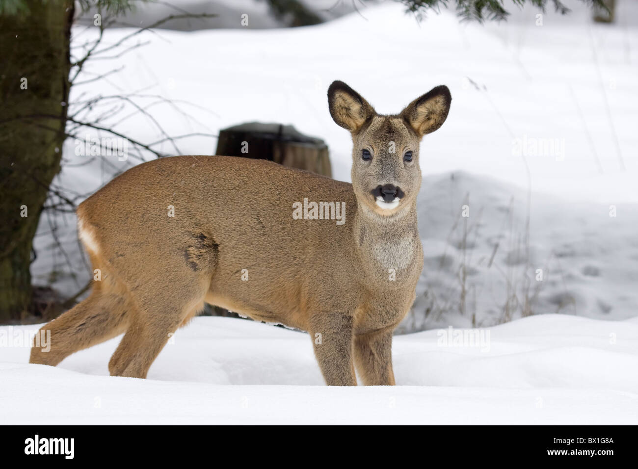 Chevreuils dans la neige - Capreolus capreolus Banque D'Images