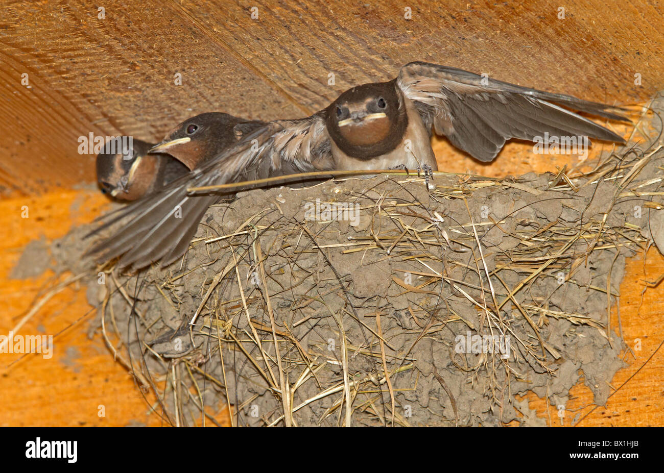 Les jeunes dans un nid Hirondelle rustique - Hirundo rustica Banque D'Images