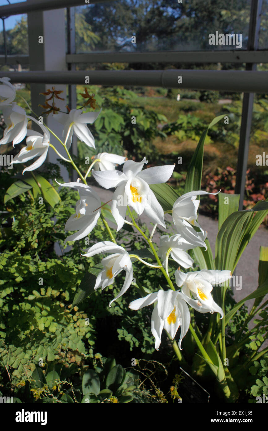 COELOGYNE MOOREANA BROCKHURST. Orchidées épiphytes. Banque D'Images