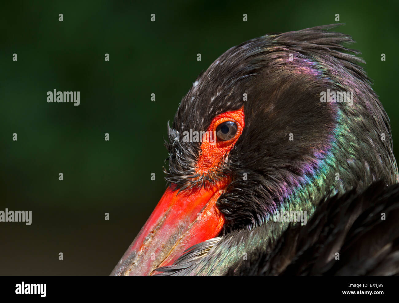 Portrait d'une cigogne noire - Ciconia nigra Banque D'Images