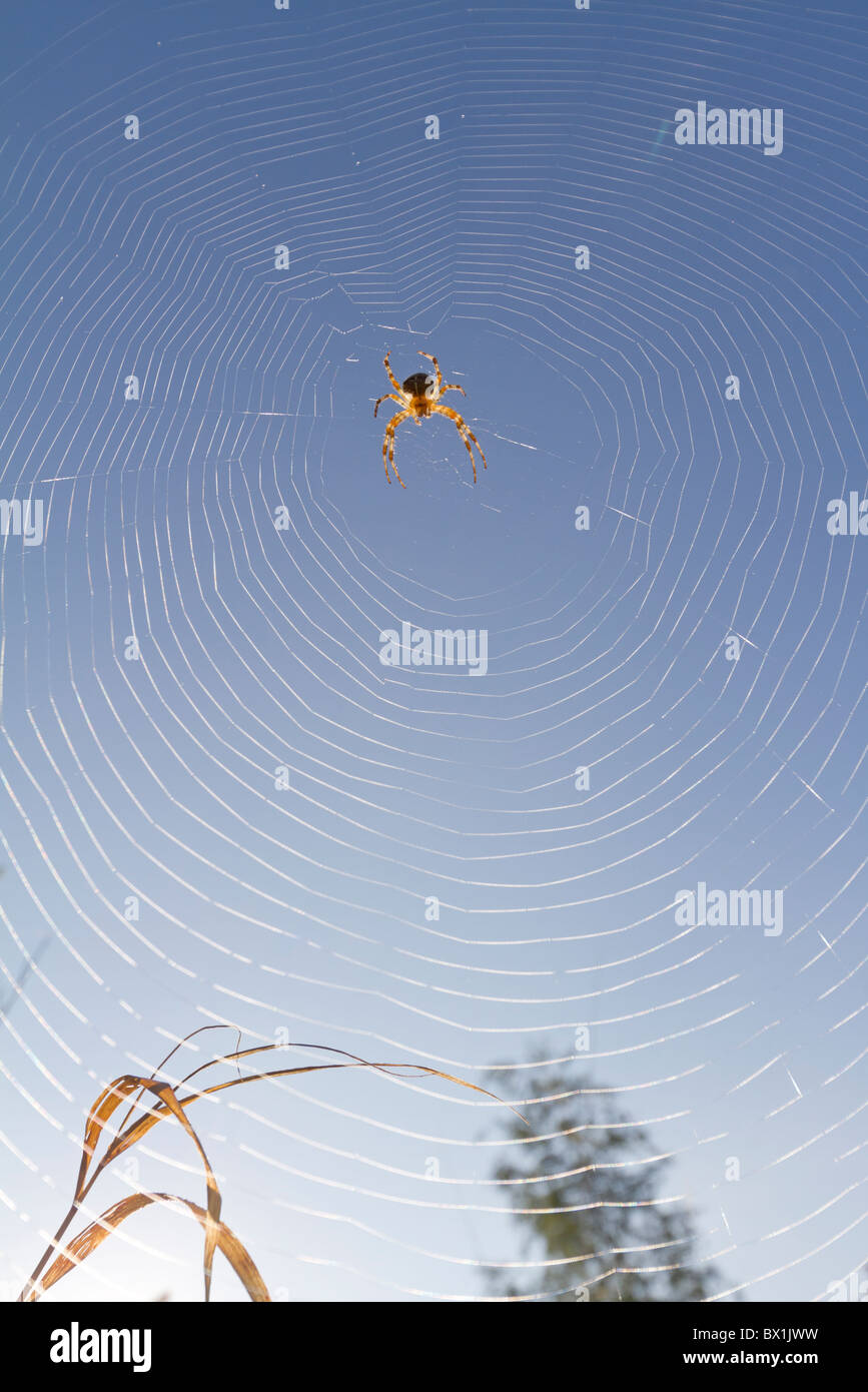 Jardin araignée avec ciel bleu - Araneus diadematus Banque D'Images