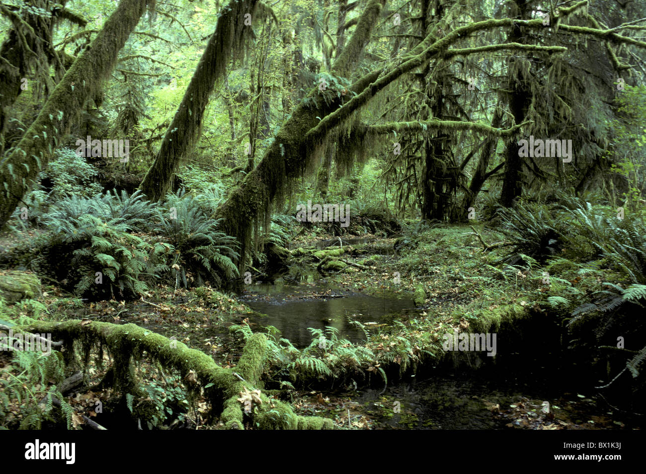 L'intérieur de la forêt haute mousse lichens nature Parc national olympique du paysage paysage forêt USA Ameri Banque D'Images