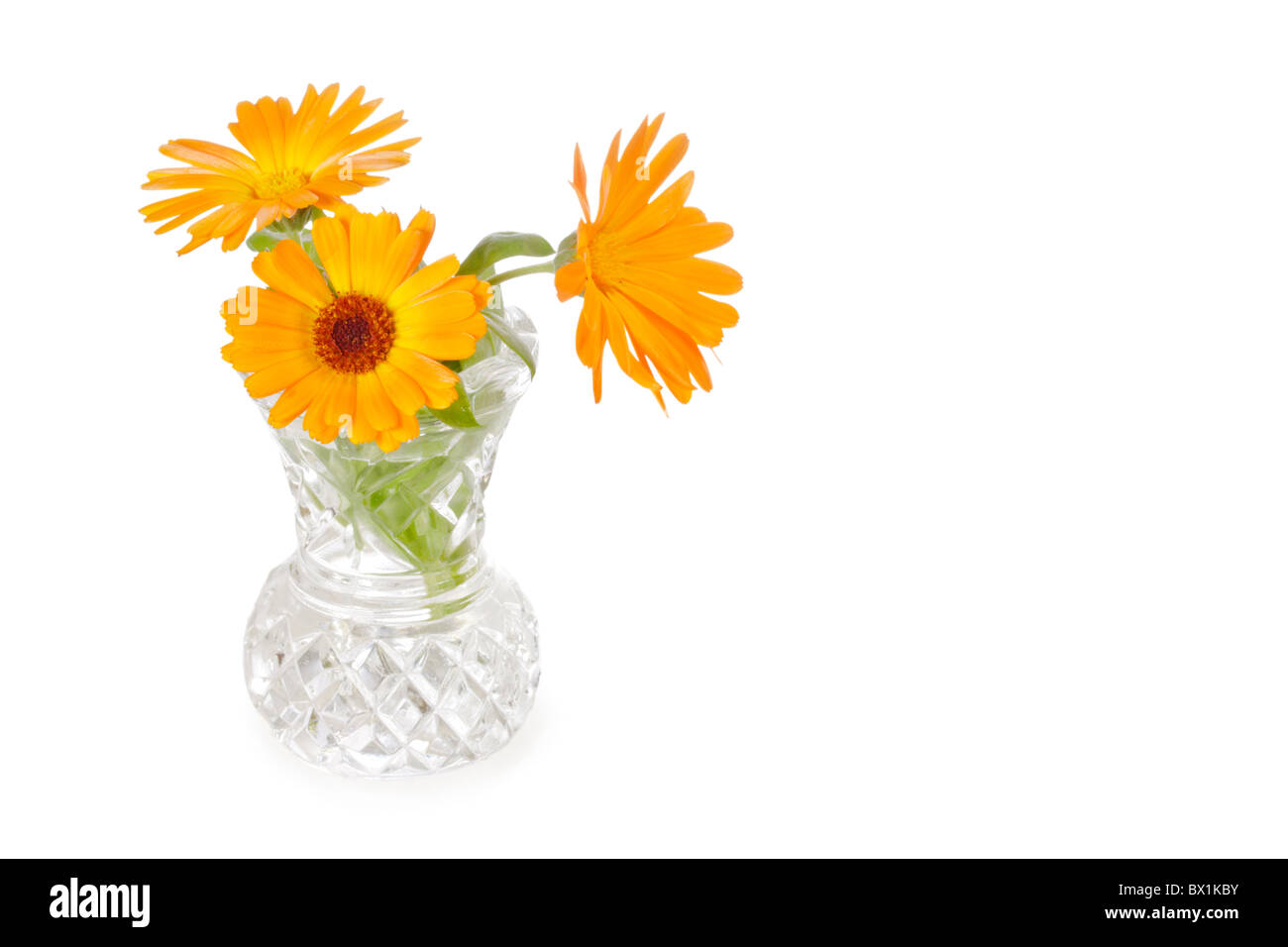 Trois fleurs de calendula dans cut-glass Vase isolé sur fond blanc Banque D'Images