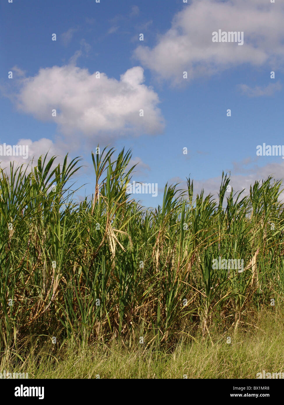 L'agriculture de la canne à sucre sucre plantes plantes utiles Banque D'Images