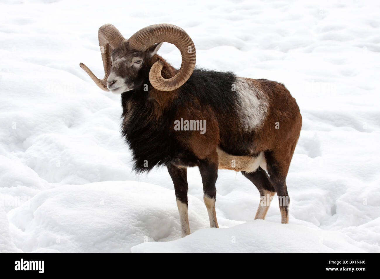 Mouflon européen dans la neige - Ovis ammon musimon Banque D'Images