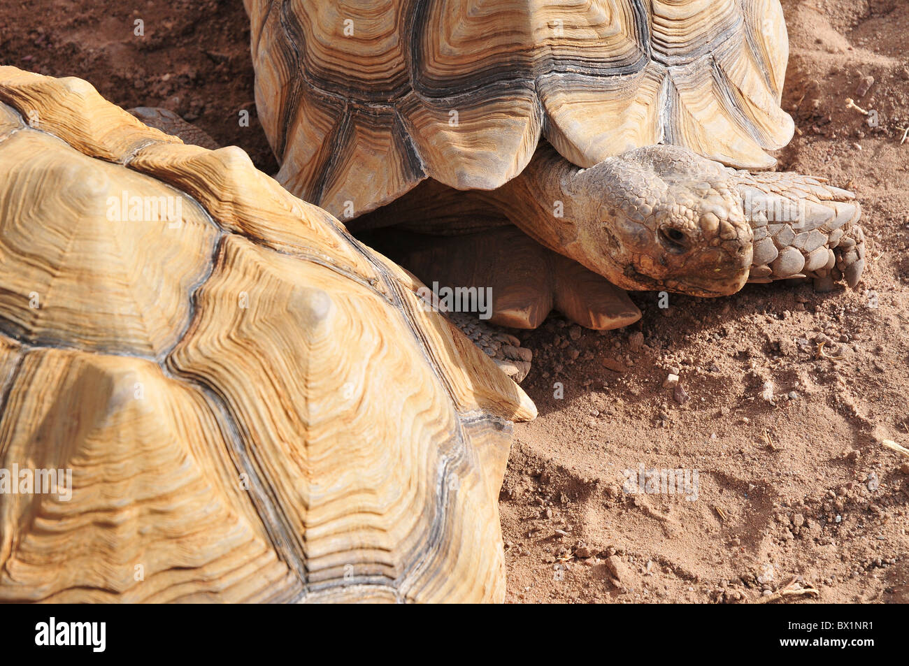 Close up d'un épi-thighed Tortoise ou tortue grecque (Testudo graeca) dans un champ. Israël en Janvier Banque D'Images