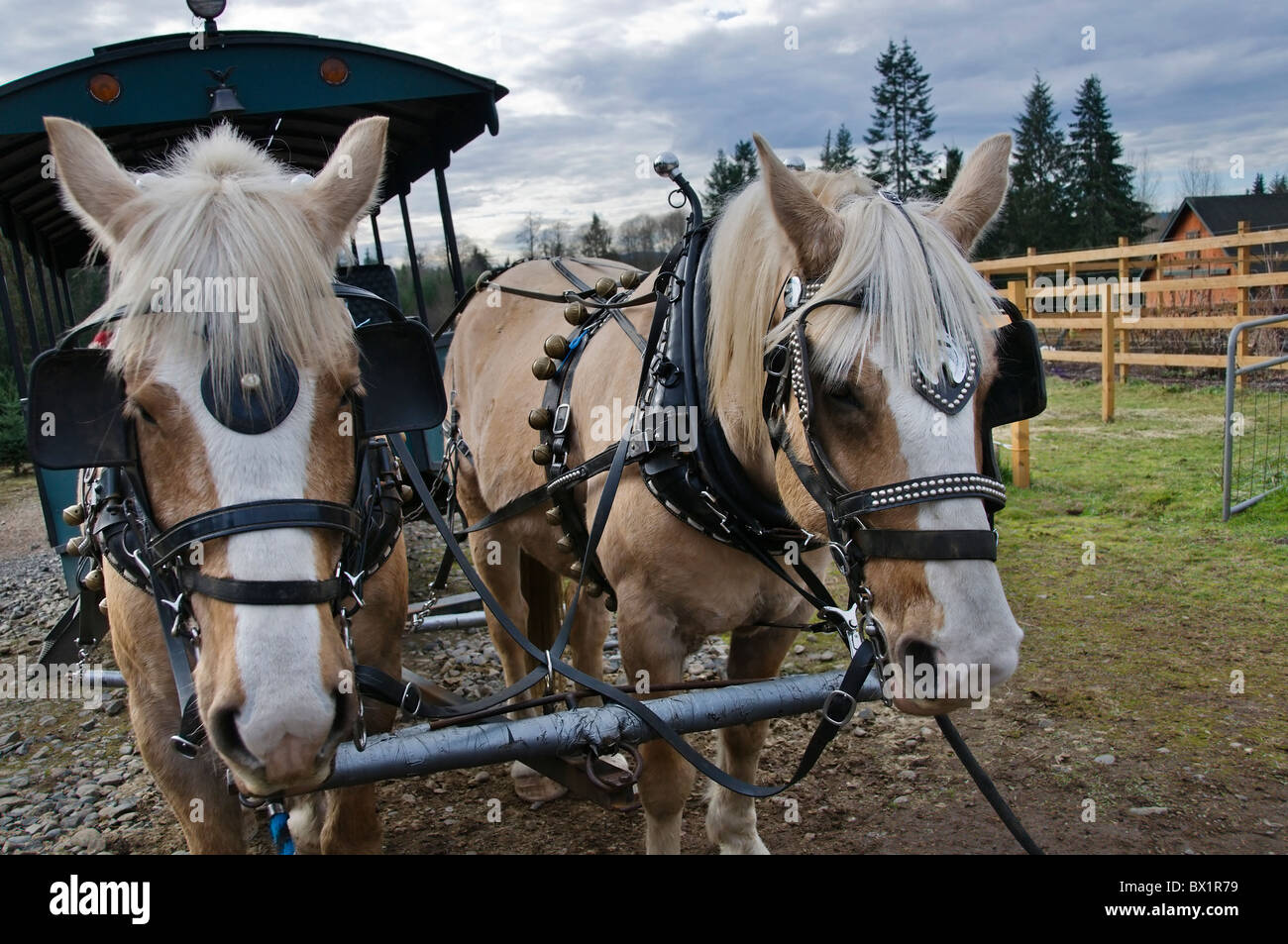 Une équipe de chevaux Palomino Percheron tire un chariot à travers un arbre de Noël dans la ferme de l'état de Washington. Banque D'Images