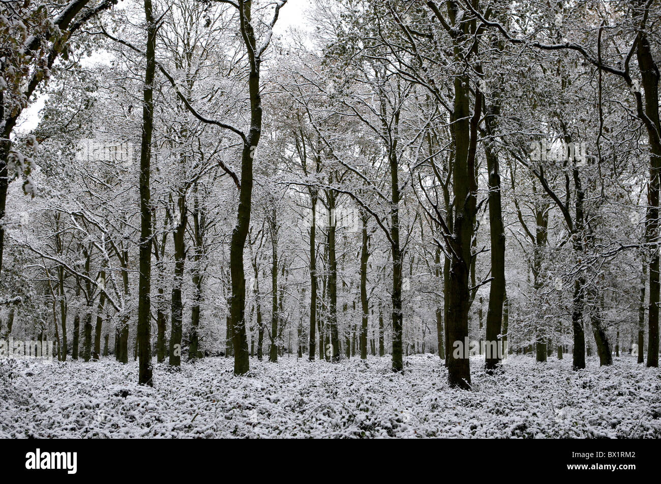 La neige dans la forêt d'Epping, Essex, UK Banque D'Images