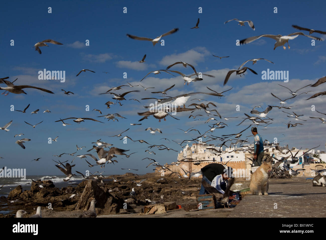 Les goélands se nourrissent de restes de poissons en tant que pêcheur de poissons de l'intestin à Essaouira,Maroc Banque D'Images