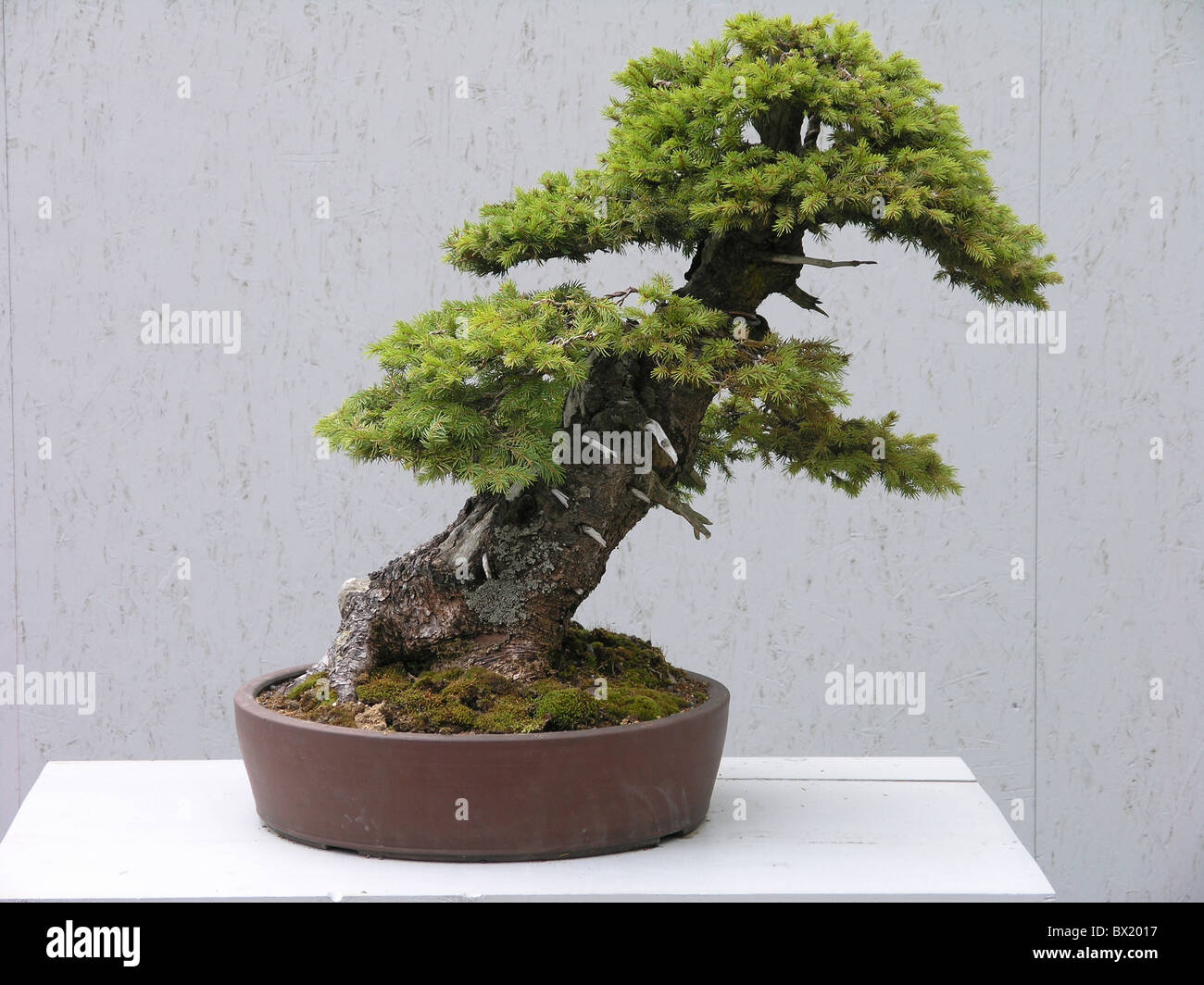 Bonsai conifères petit arbre arbre pot d'aiguille Photo Stock - Alamy