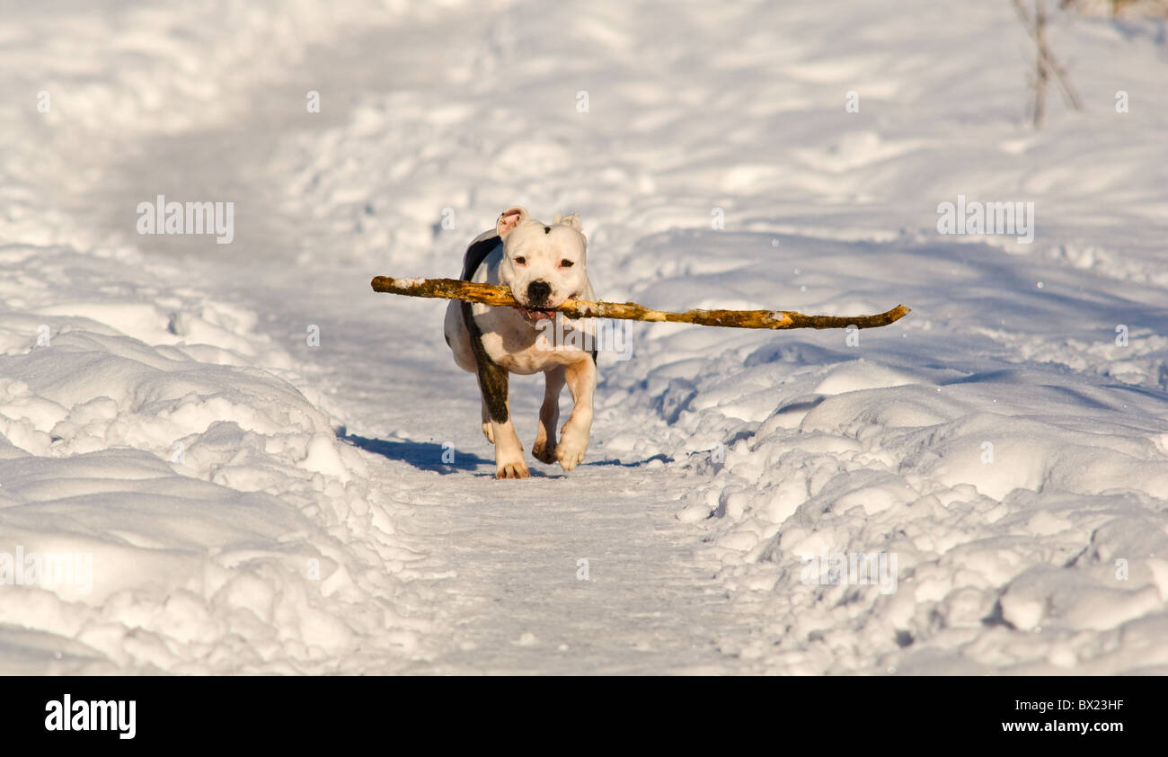 Bull-terrier américain de mine en marche dans la neige avec un bâton dans sa puissante mâchoire. Banque D'Images