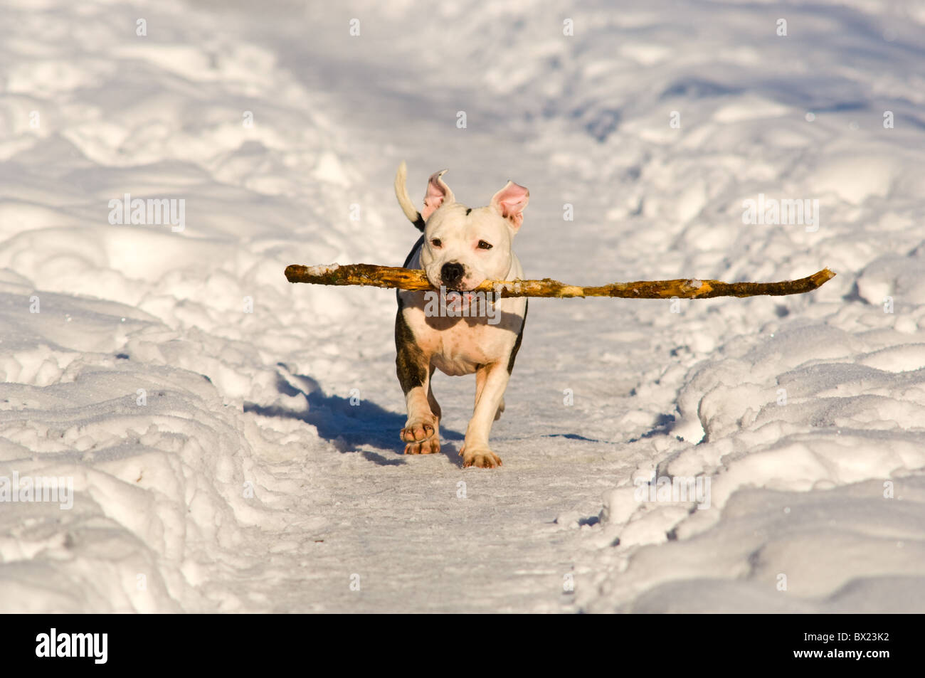 Bull-terrier américain de mine en marche dans la neige avec un bâton dans sa puissante mâchoire. Banque D'Images