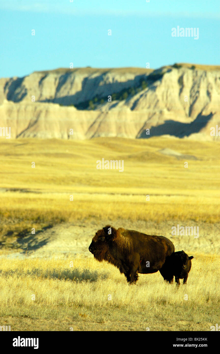 American Bison bison bison jeune animal veau vache barrage paysage paysage des plaines des Prairies Sage Creek Wilderness Banque D'Images