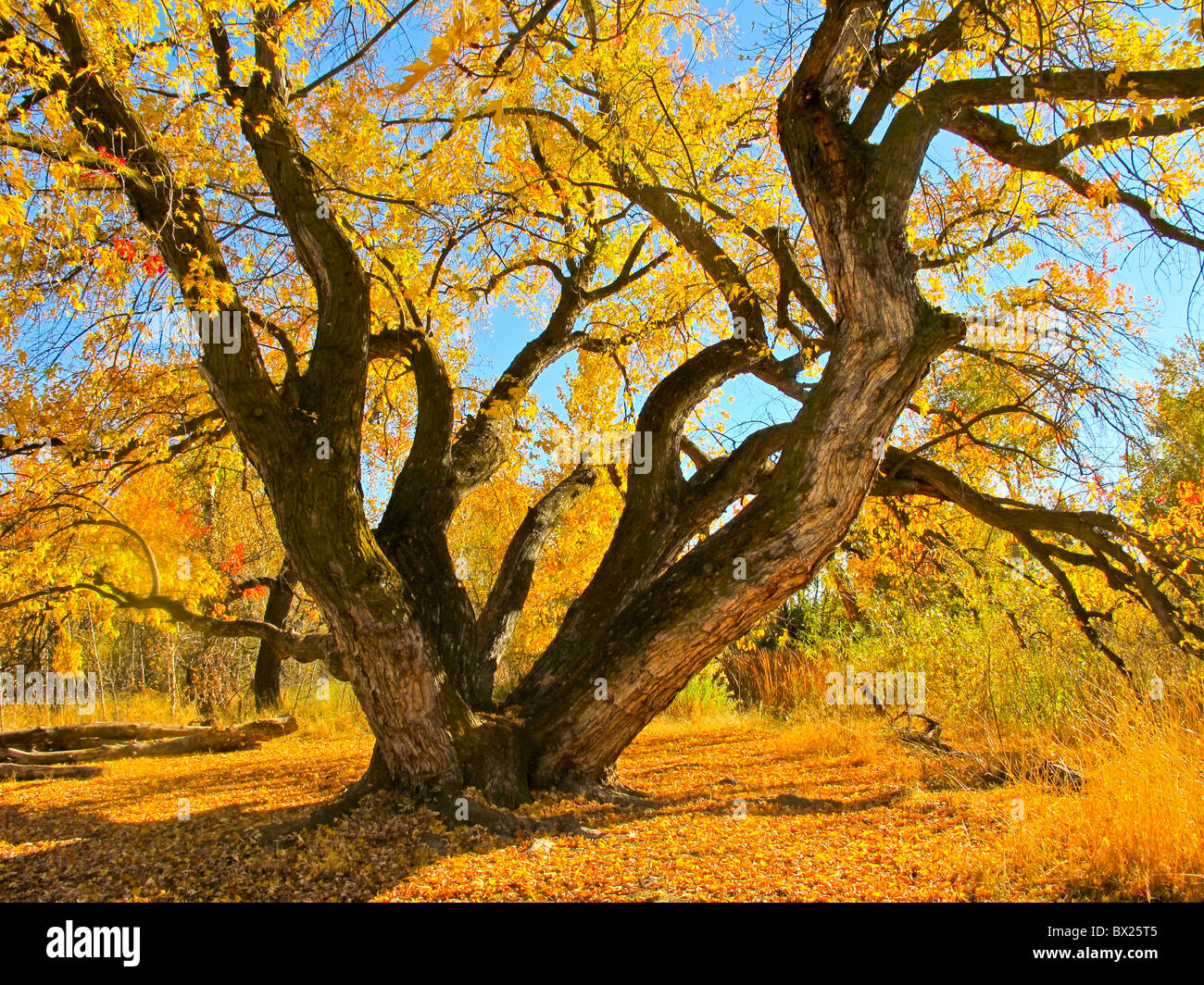 Etats Unis, Boise, Belle érable sur la Boise River Greenbelt, à l'automne. Banque D'Images