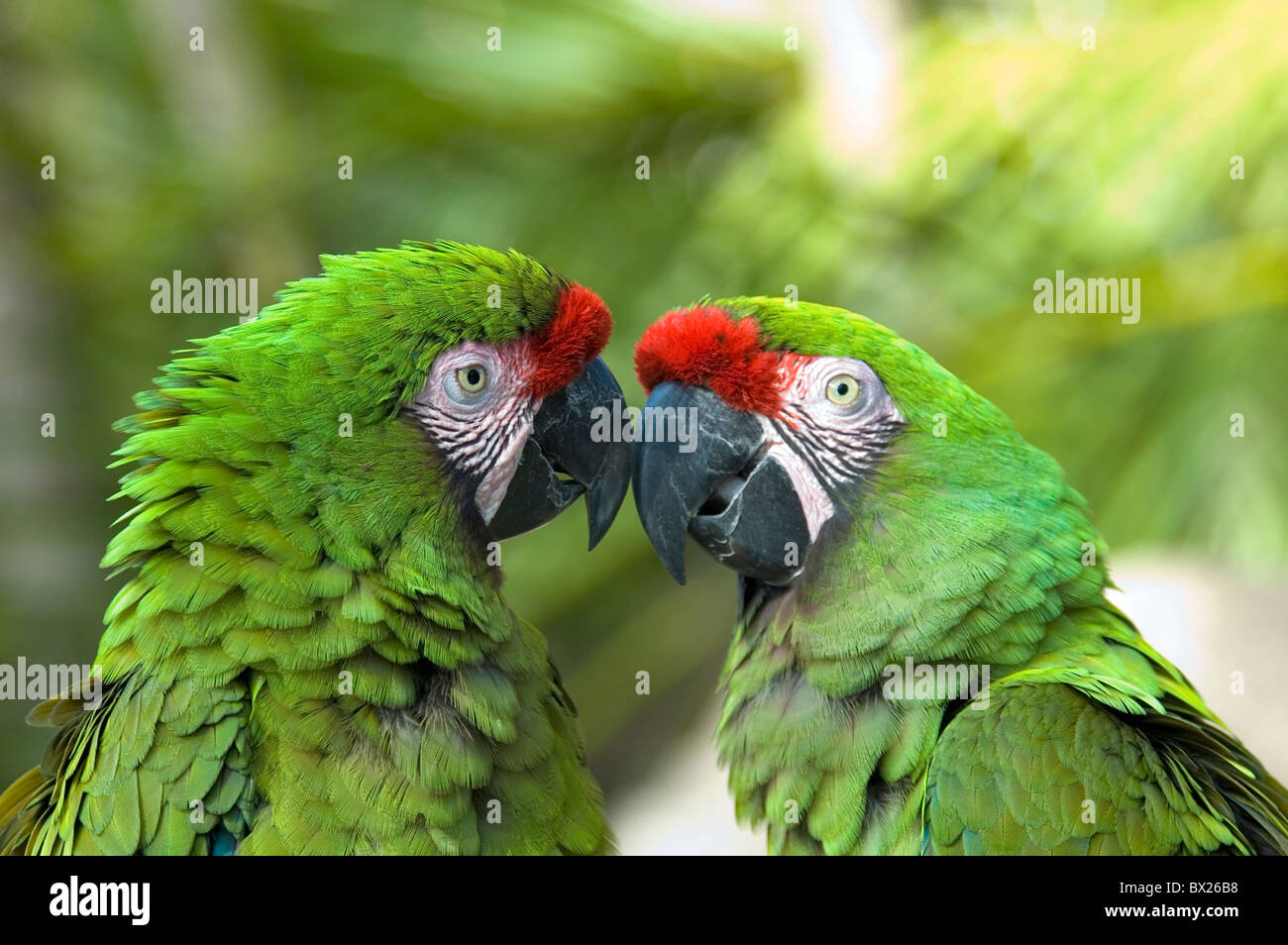 Petit peu d'Soldatenara Ara militaris deux chefs couple perroquet perroquets profil d'oiseau oiseaux animaux anim Banque D'Images