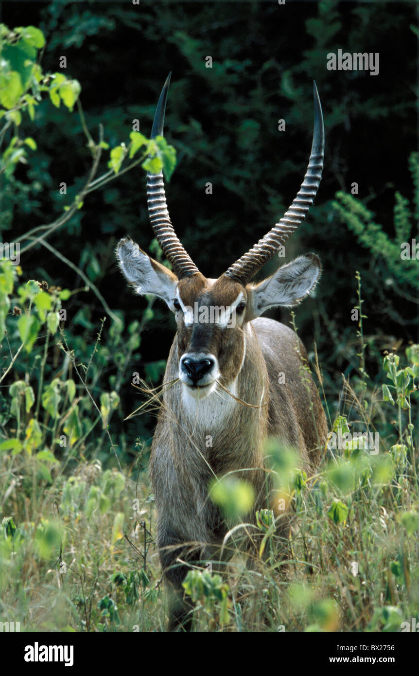 Afrique animaux antilope animaux Kobus du parc national Kruger National ...