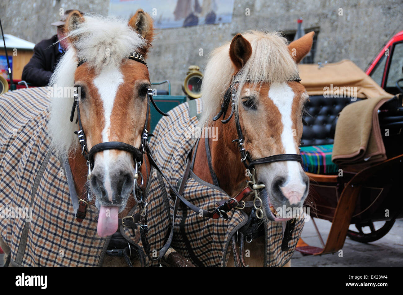 Paire de chevaux du chariot avec des tapis en attendant de prendre des touristes autour de la vieille ville de Salzbourg, Autriche Banque D'Images